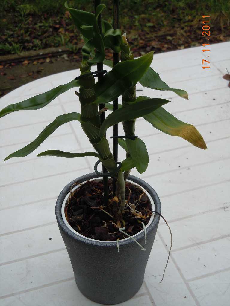 In un vaso di fiore... Quiz